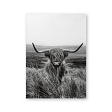 Highland Cow Print And Poster